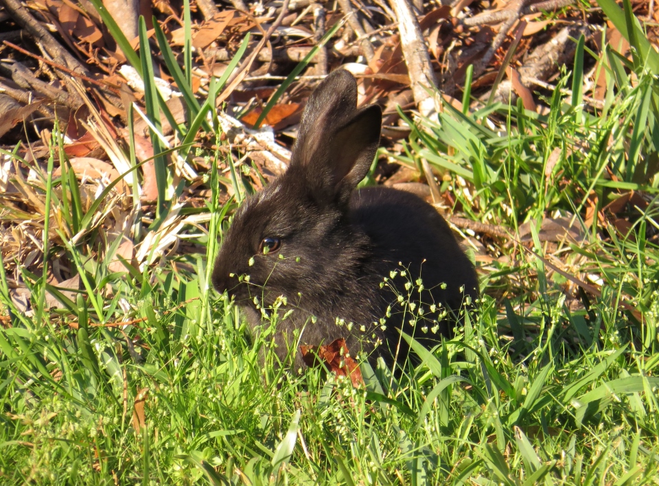 baby black rabbit